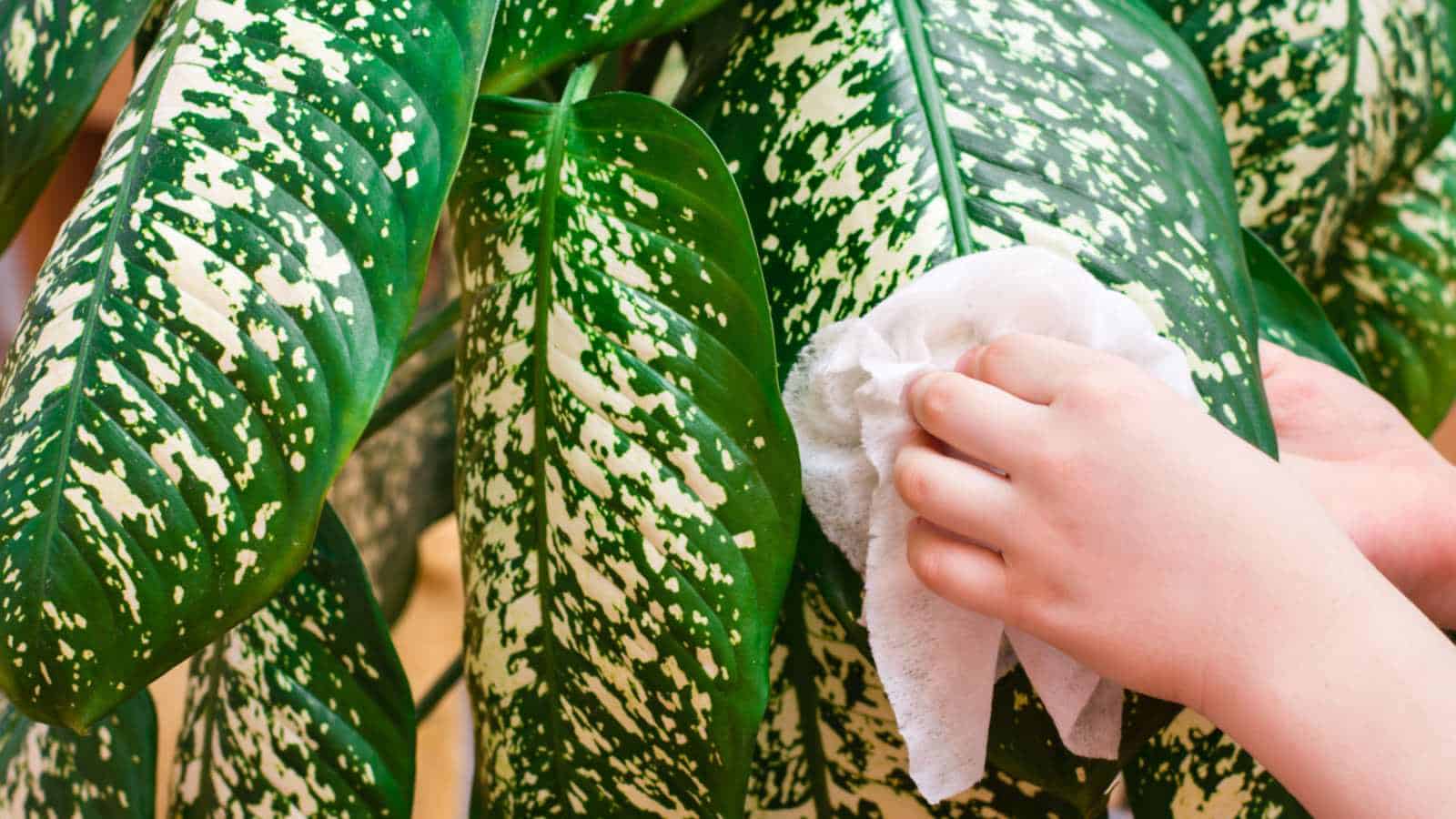 Hands wiping the leaves of a dieffenbachia plant with a white cloth