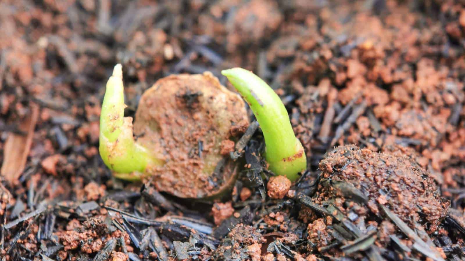 Sprout of dieffenbachia in soil