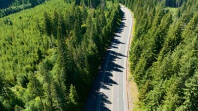 Road in the Oregon forest with Douglas-fir trees
