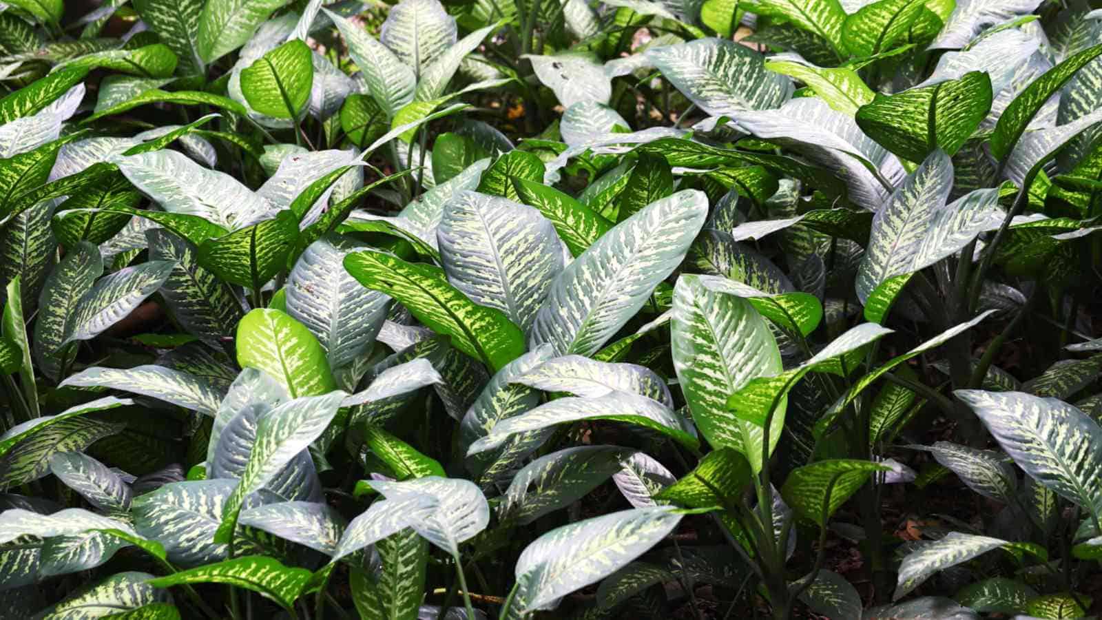 Lots of dumb cane plants growing in the garden