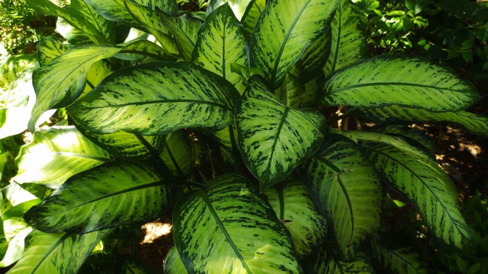 Dieffenbachia seguine in a humid environment with some leaves exposed to sunlight