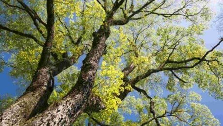 Large elm tree with green leaves under the blue sky