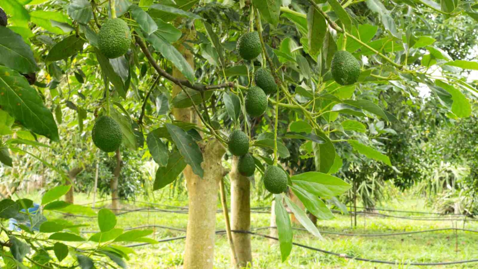 How To Grow And Care For An Avocado Tree Complete Guide 