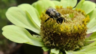 Bumble bee pollinating on a green zinnia flower