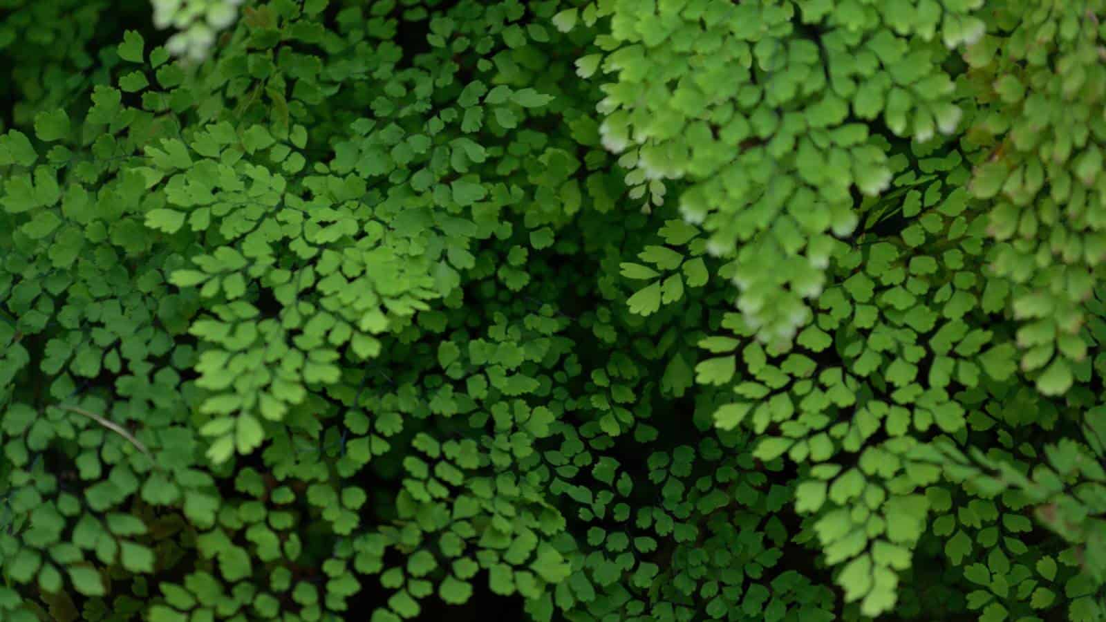 Delta maidenhair fern green fronds