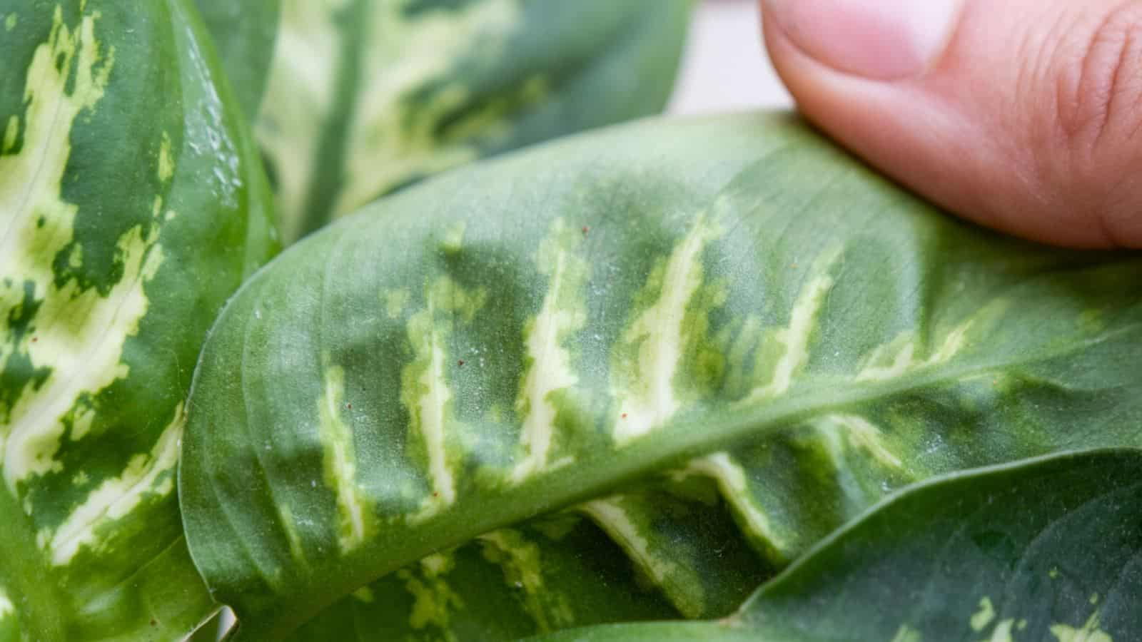 Spider mites on dieffenbachia leaves checked by a hand