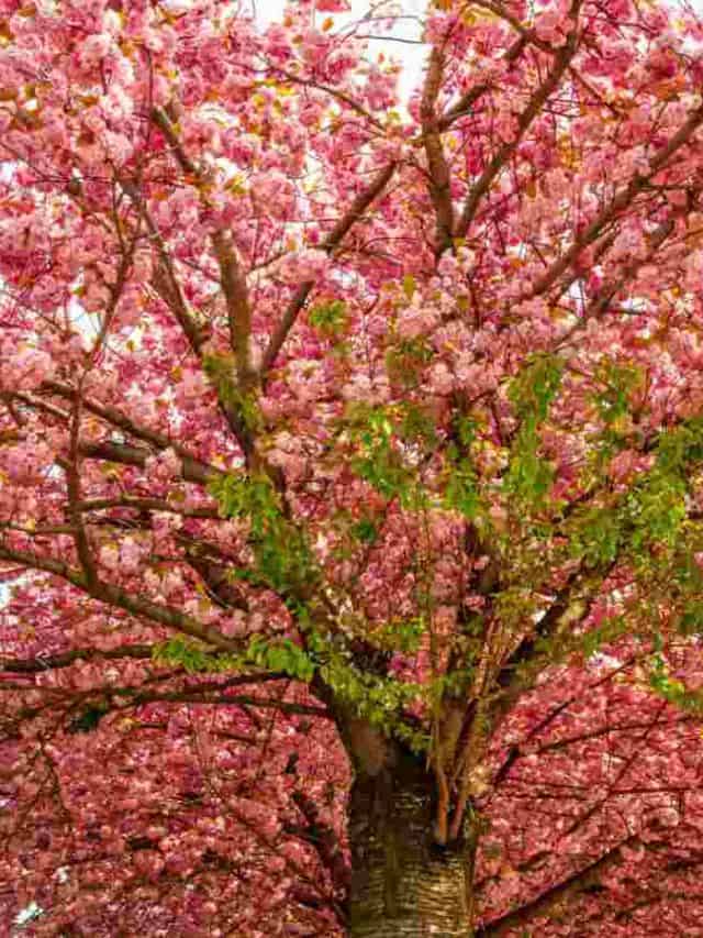 How to Plant, Grow, and Care for Cherry Blossom Trees Natural