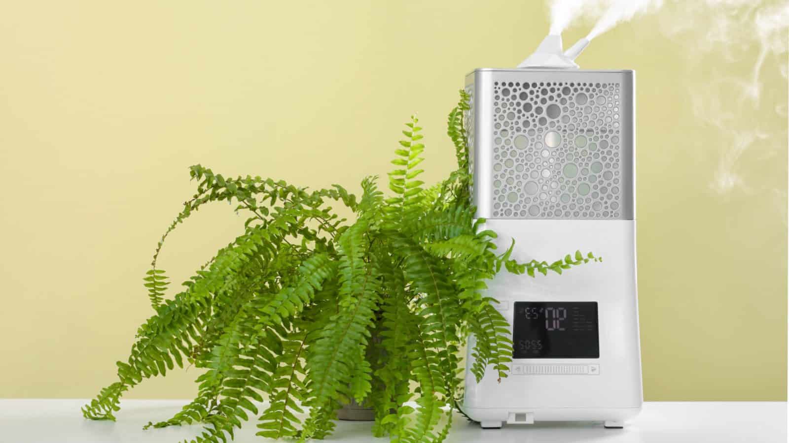 White humidifier blowing out steam with a fern on a pot