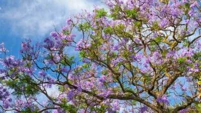 Branch of jacaranda tree with purple blooms and green leaves under the blue sky