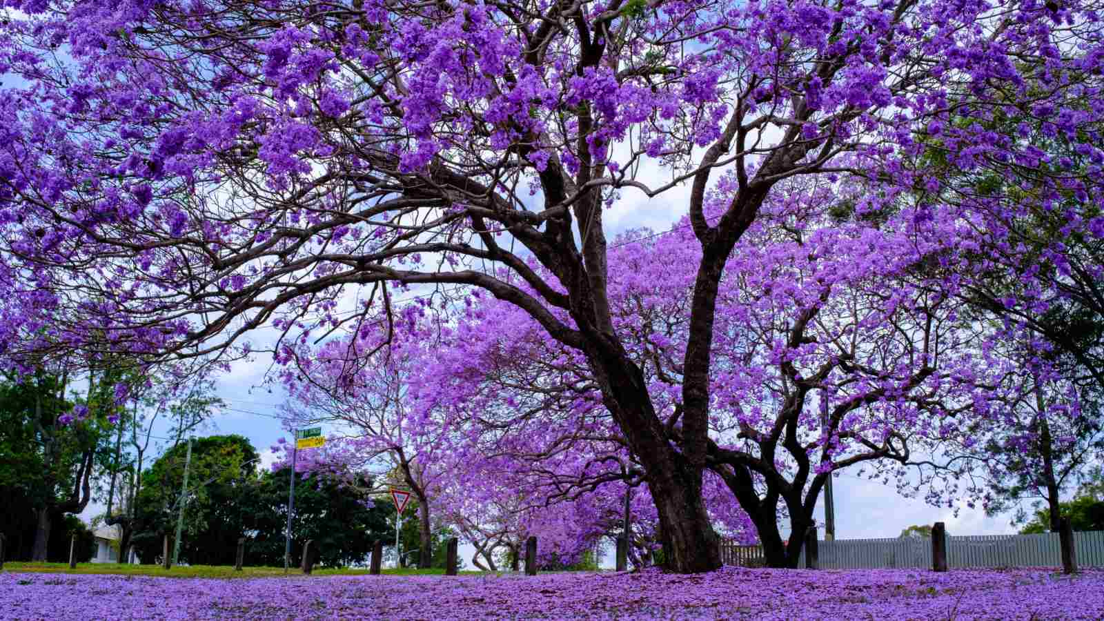 How To Plant Grow And Care For Jacaranda Tree Easily Planet Natural How To Plant Grow And Care For Jacaranda Tree Easily Planet Natural