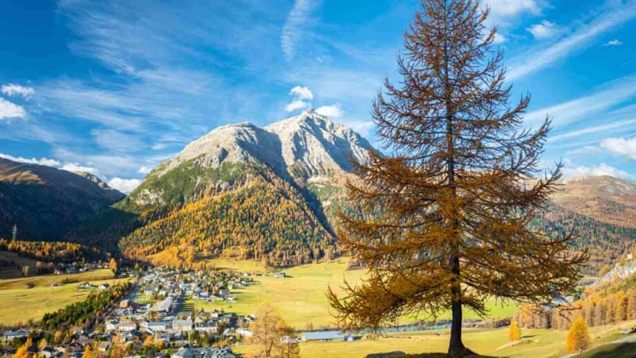 Larch tree on a mountain slope