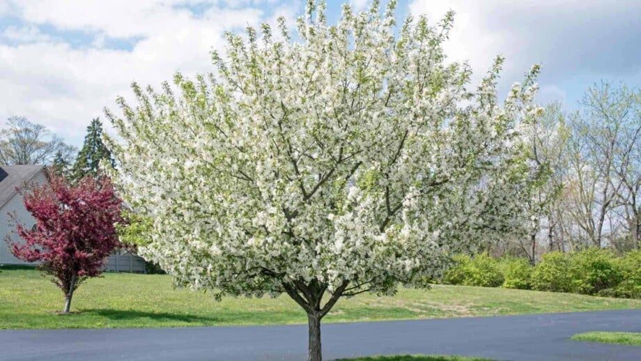 White crabapple tree with blooming flowers in the lawn
