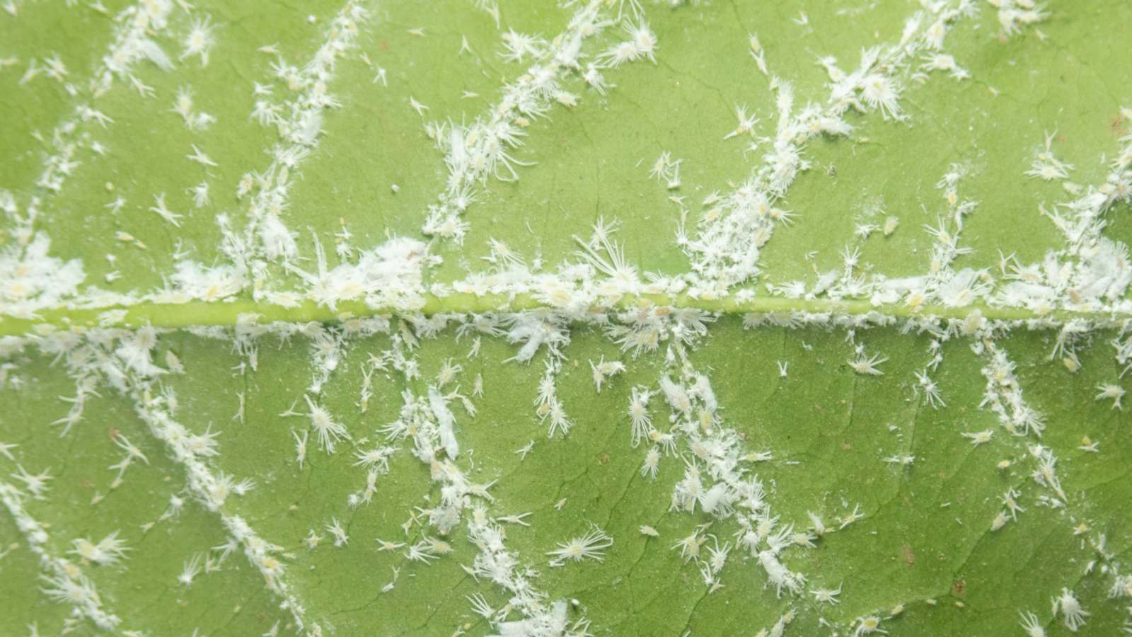 Mealybugs on the veins of a green leaf