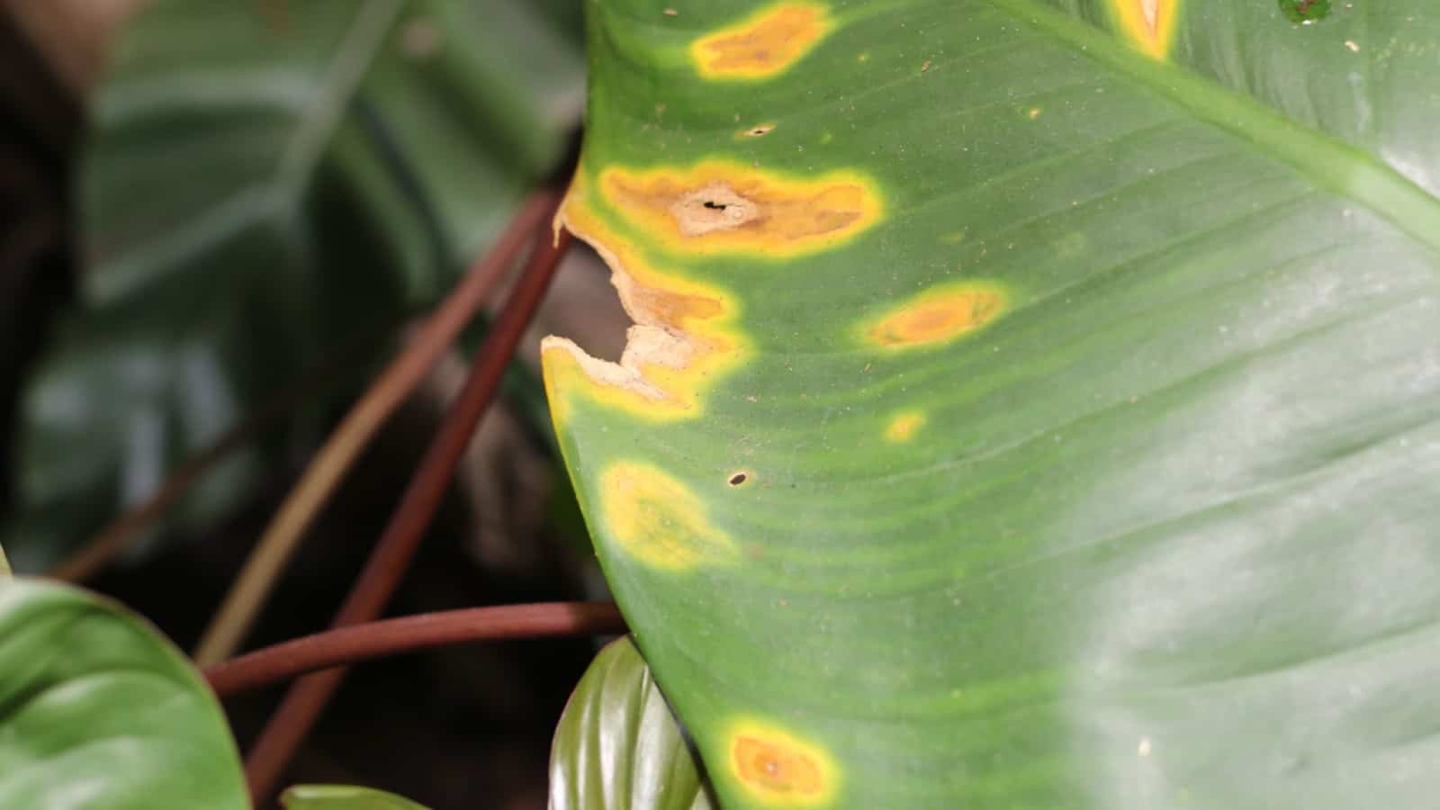 Closeup on a dieffenbachia leaf with leaf spots