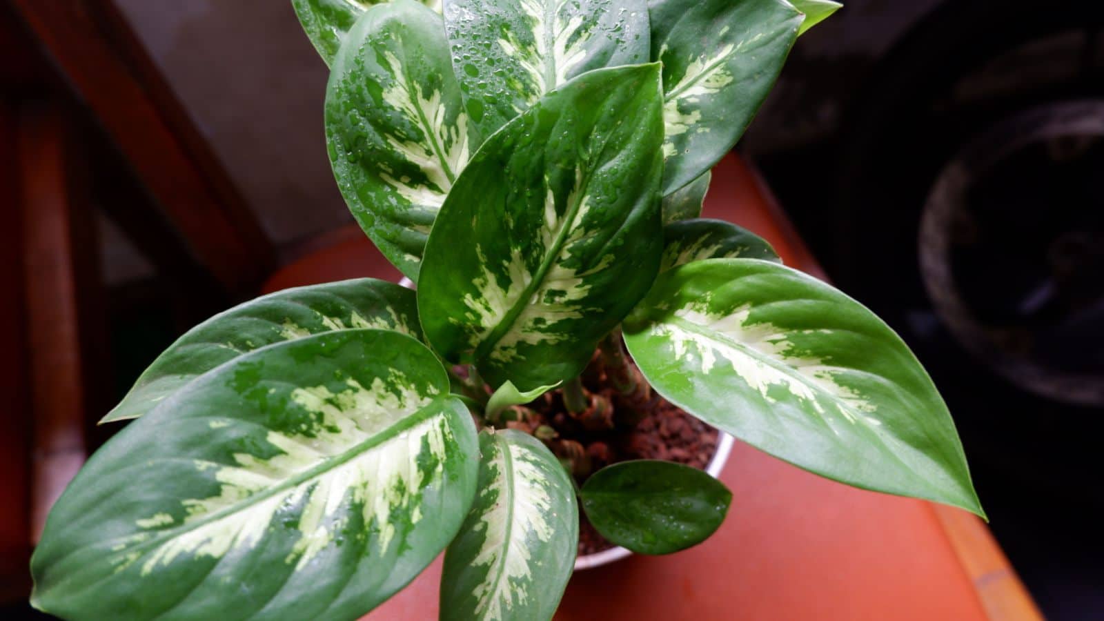 Top view of the leaves of Dieffenbachia amoena on a pot placed on a wooden table