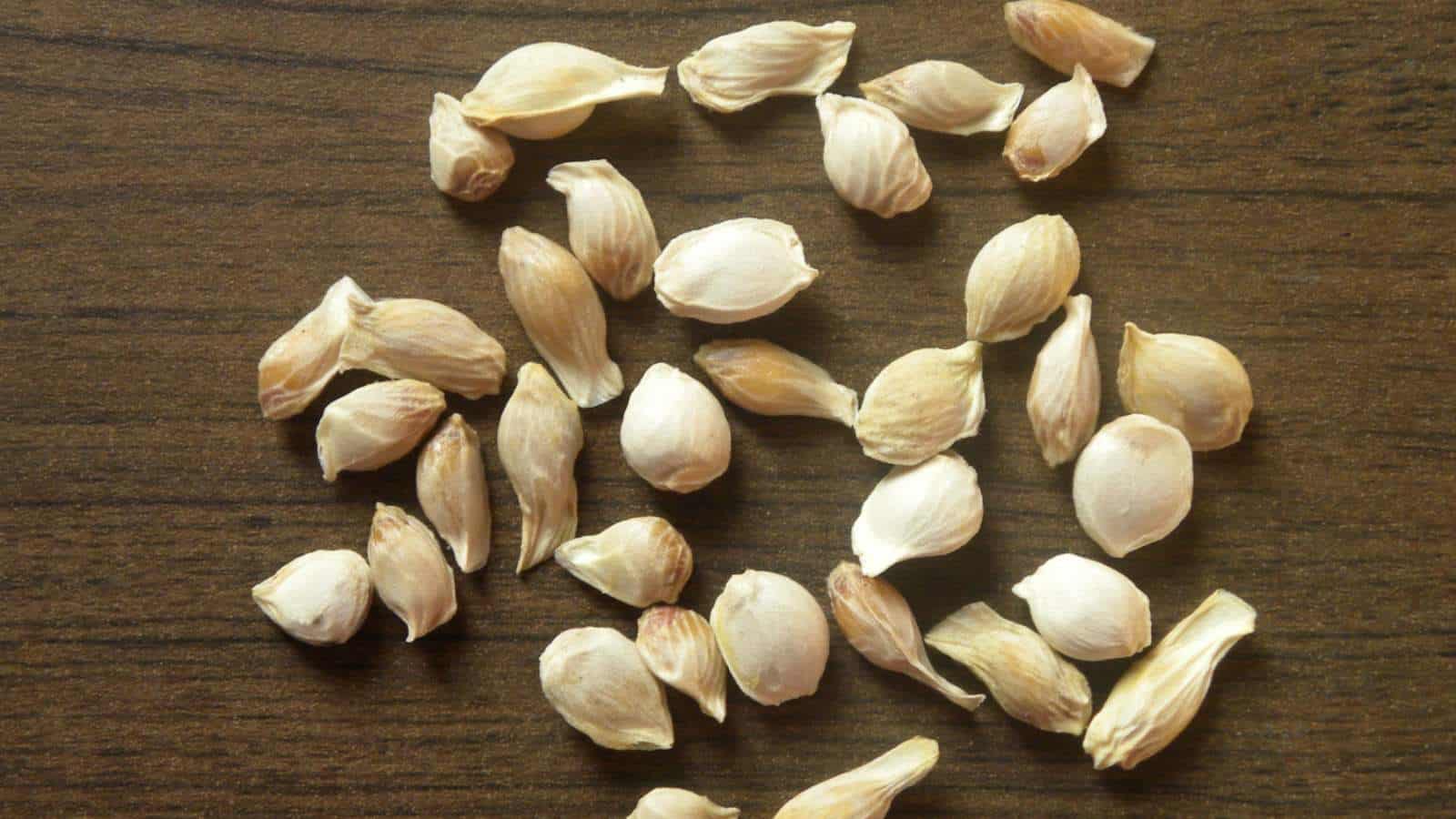 Dwarf Lime Tree Seeds For Planting – Grow Your Own Citrus! (30+ Seeds, Ships From Iowa, USA)