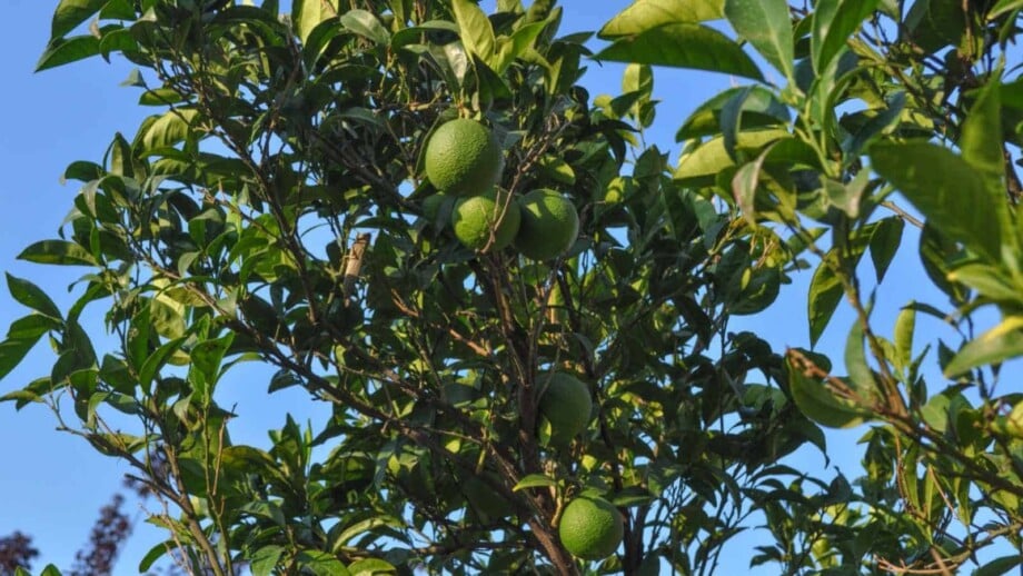 Lime tree with hanging green fruits under the blue sky