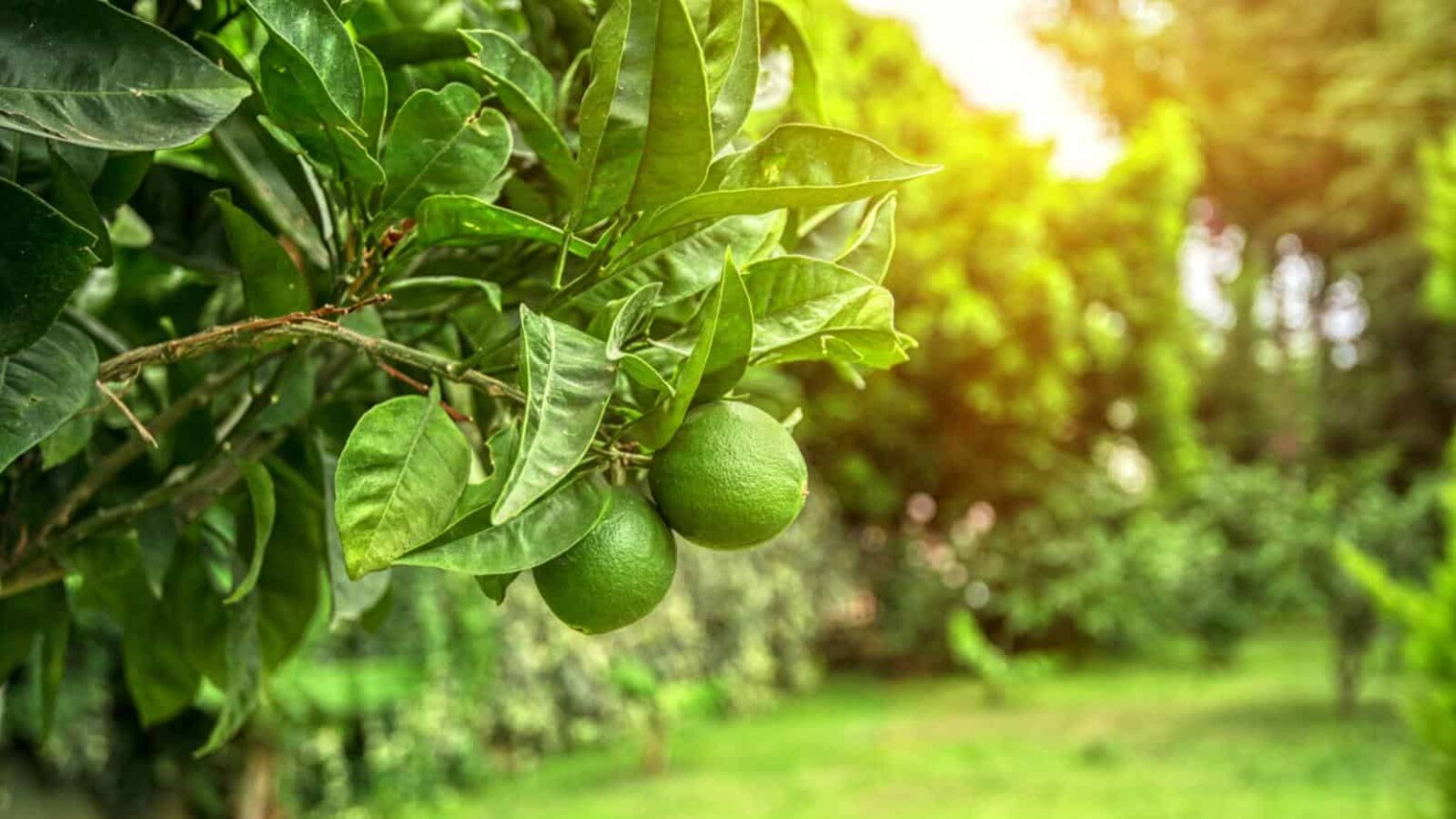 How To Grow And Care For A Lime Tree Step By Step Guide Planet Natural
