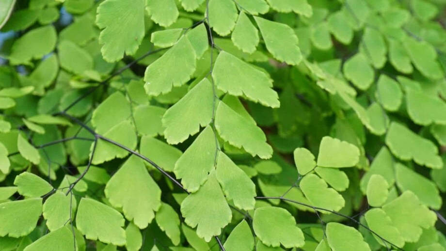 Green leaves of maidenhair fern