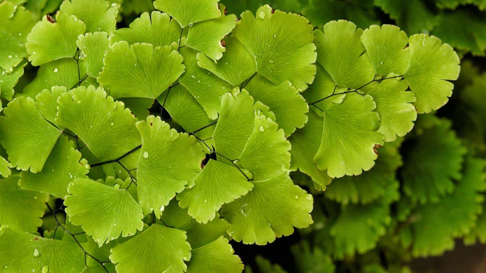 Green foliage of maidenhair fern under sun light
