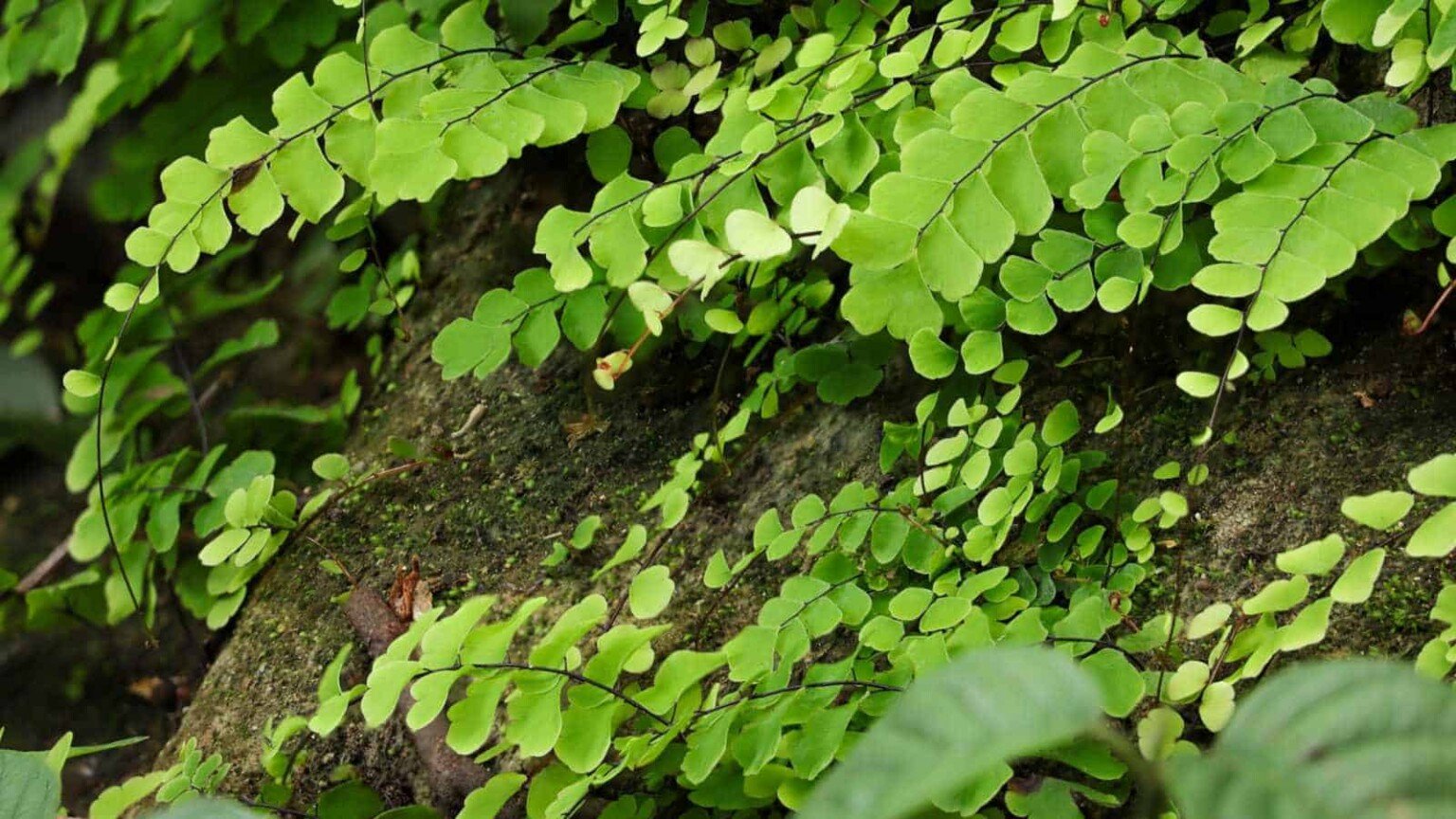Maidenhair Fern Care: A Comprehensive Guide | Planet Natural