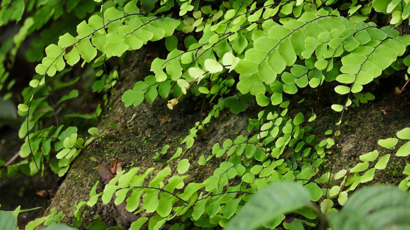 Maidenhair fern in its natural habitat