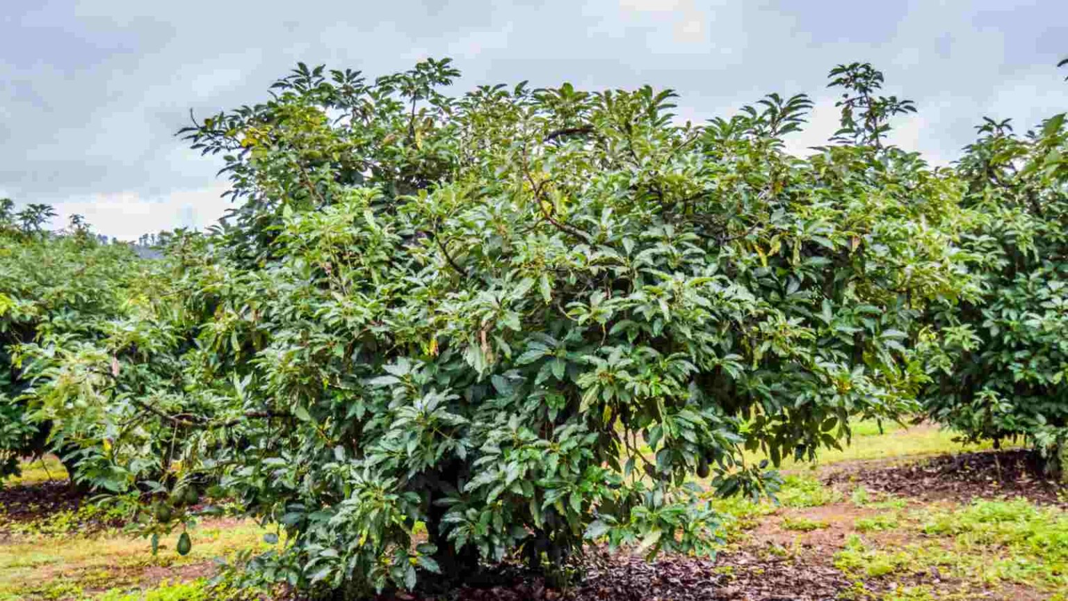How To Grow And Care For An Avocado Tree Complete Guide 
