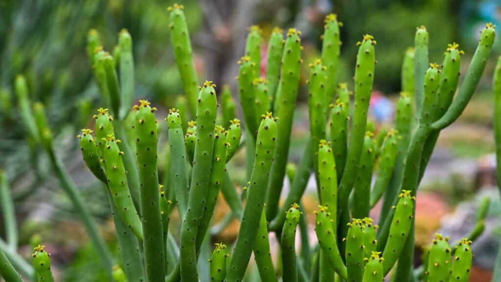 Closeup shot of pencil cactus