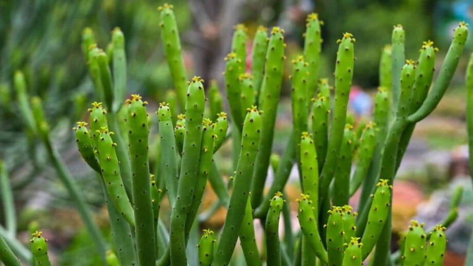 Closeup shot of pencil cactus