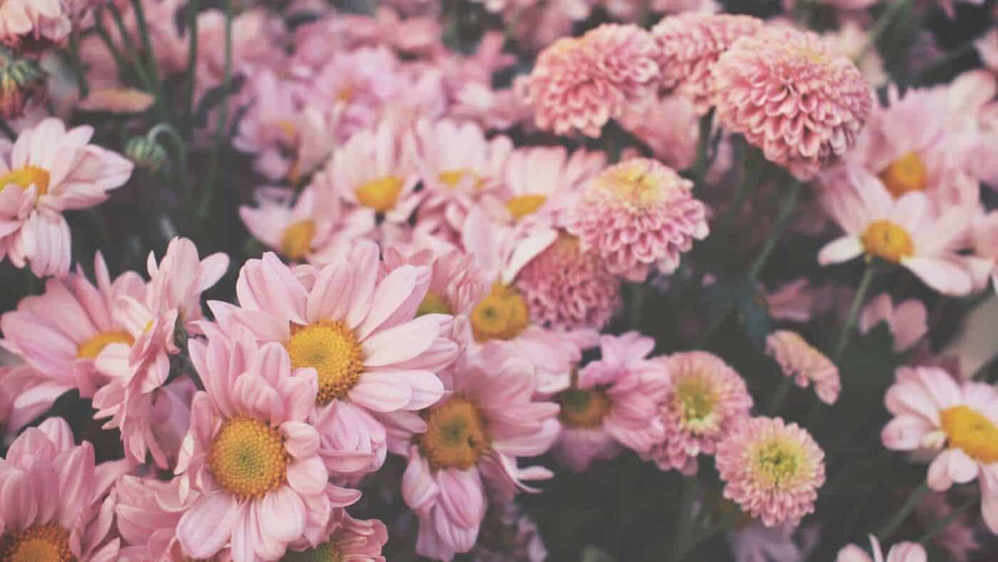 Gorgeous Kinds Of Pink Flowers Image for Mobile Gorgeous Kinds Of Pink Flowers Image for Mobile