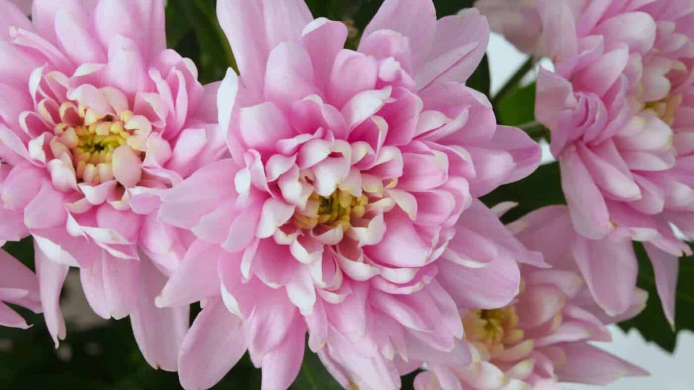 Detailed Kinds Of Pink Flowers View in HD Detailed Kinds Of Pink Flowers View in HD