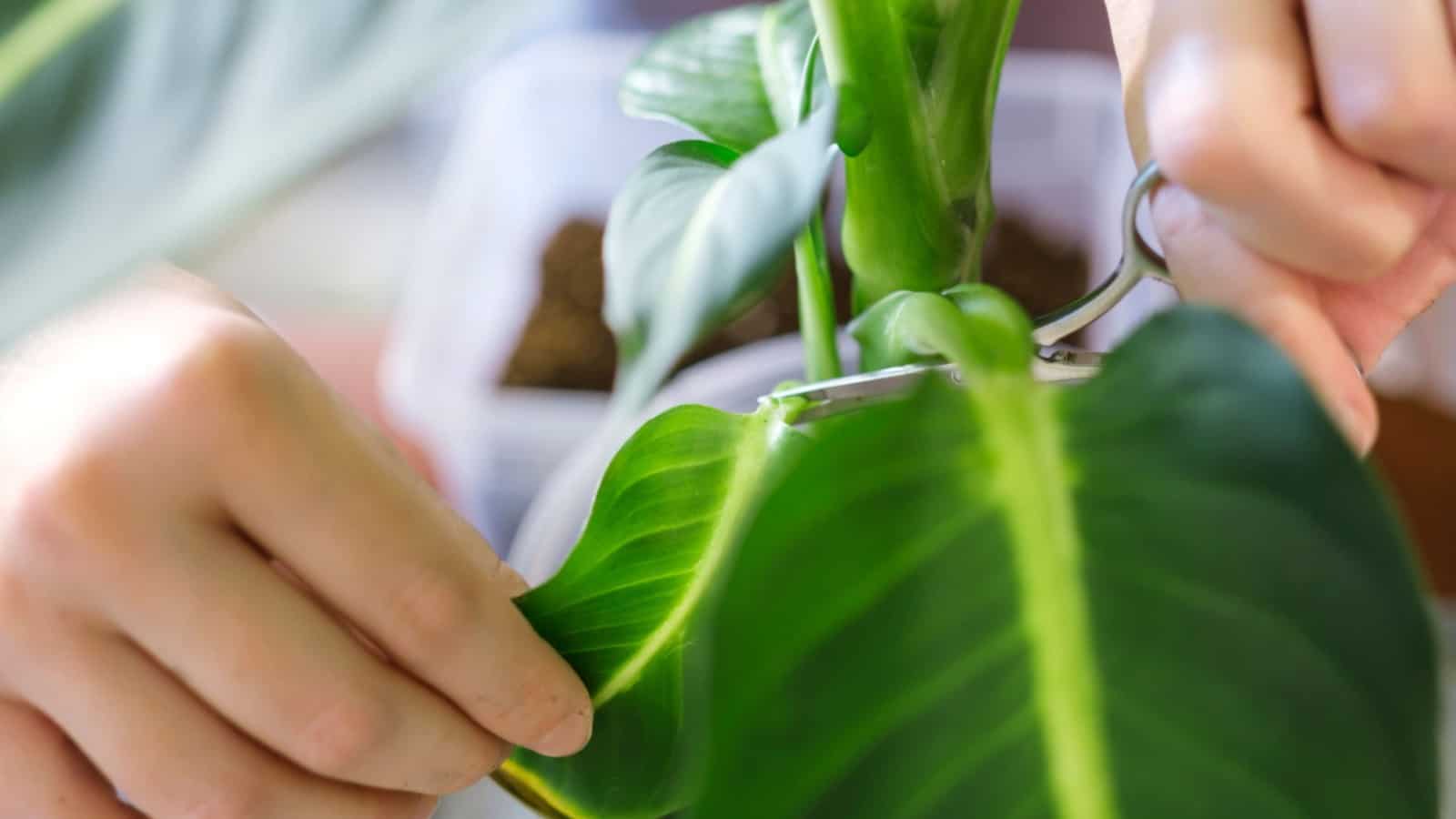 Woman pruning dieffenbachia leaf using shears
