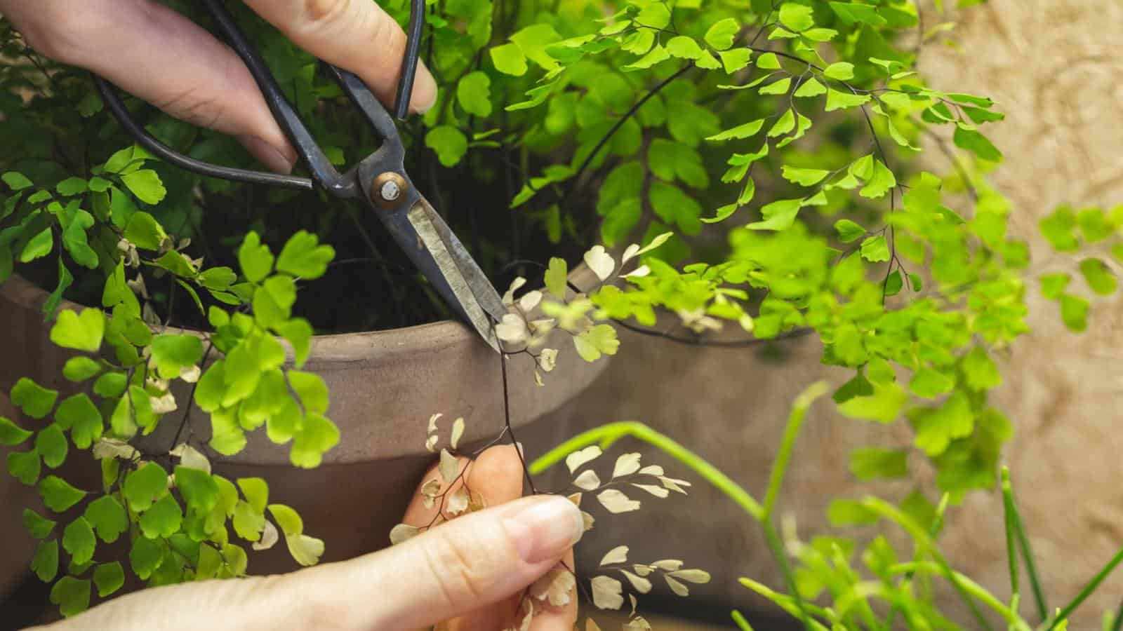 Gardener pruning yellow leaves of Adiantum fern using scissors