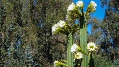 San Pedro cactus with blooming white flower in the garden