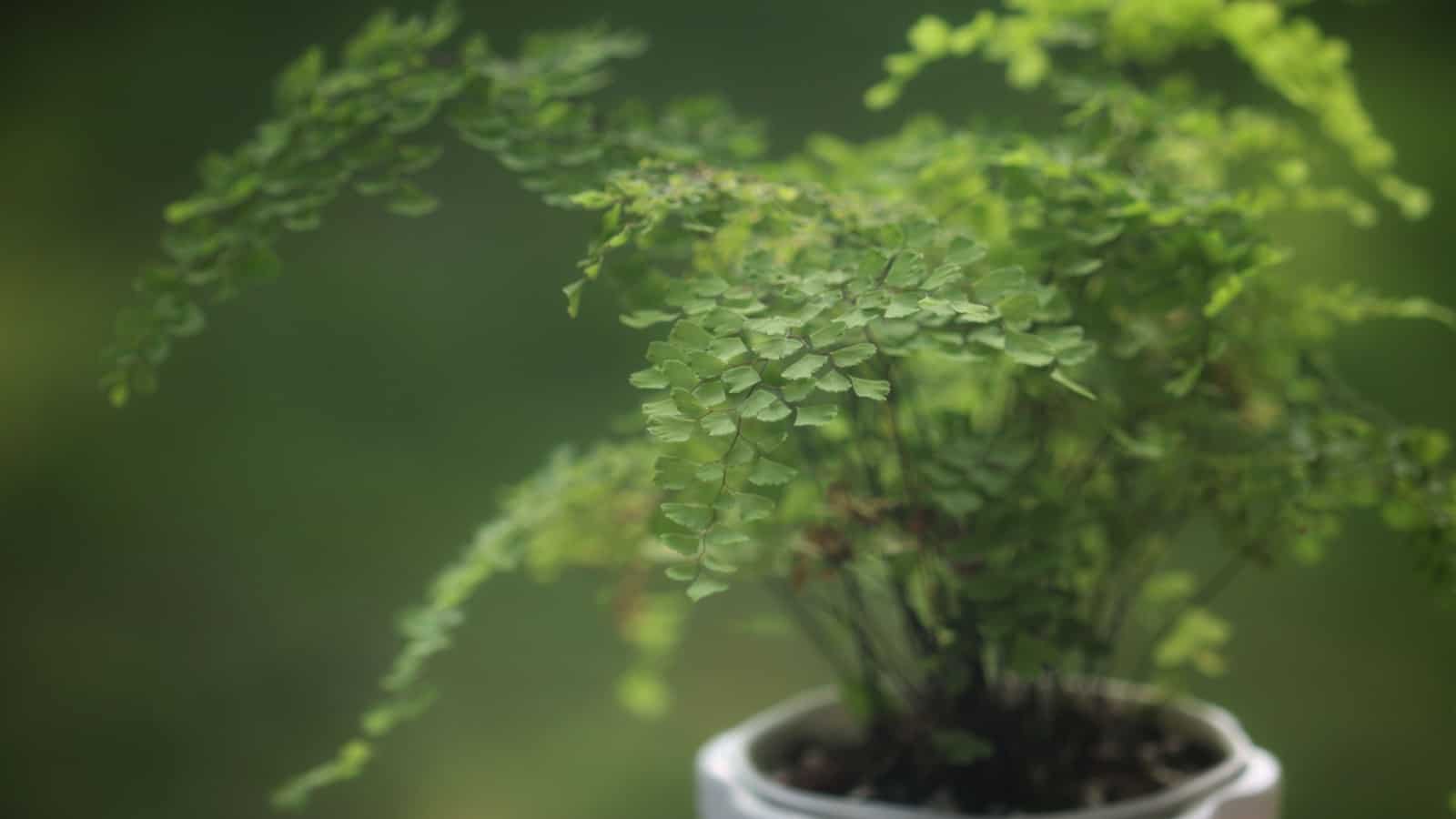 Maidenhair fern in a white pot