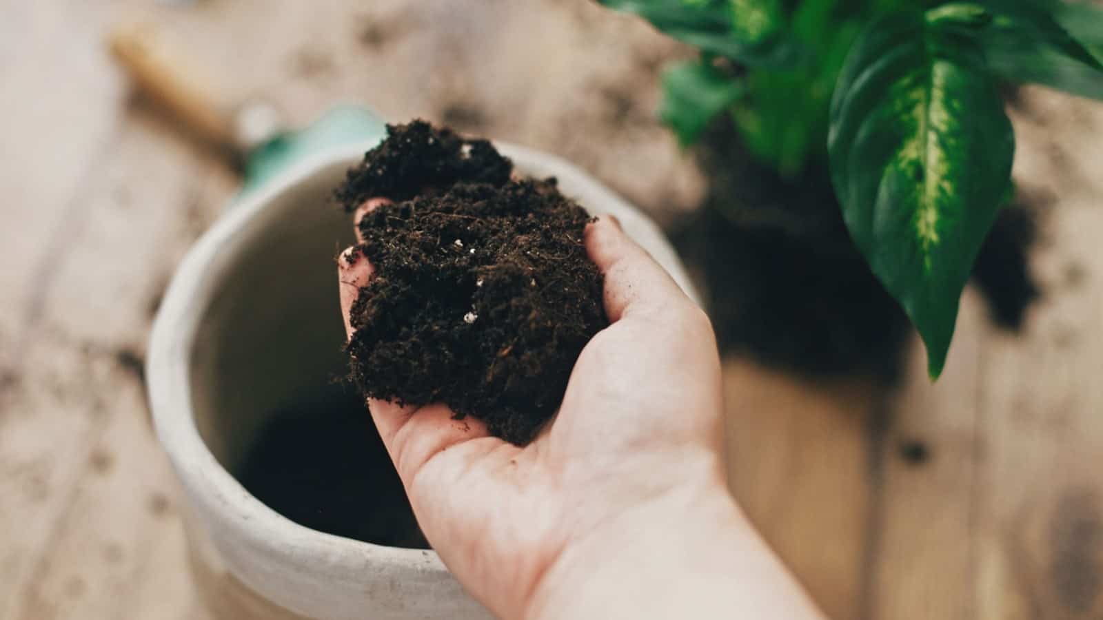Hand holding soil used for planting dumb cane plant