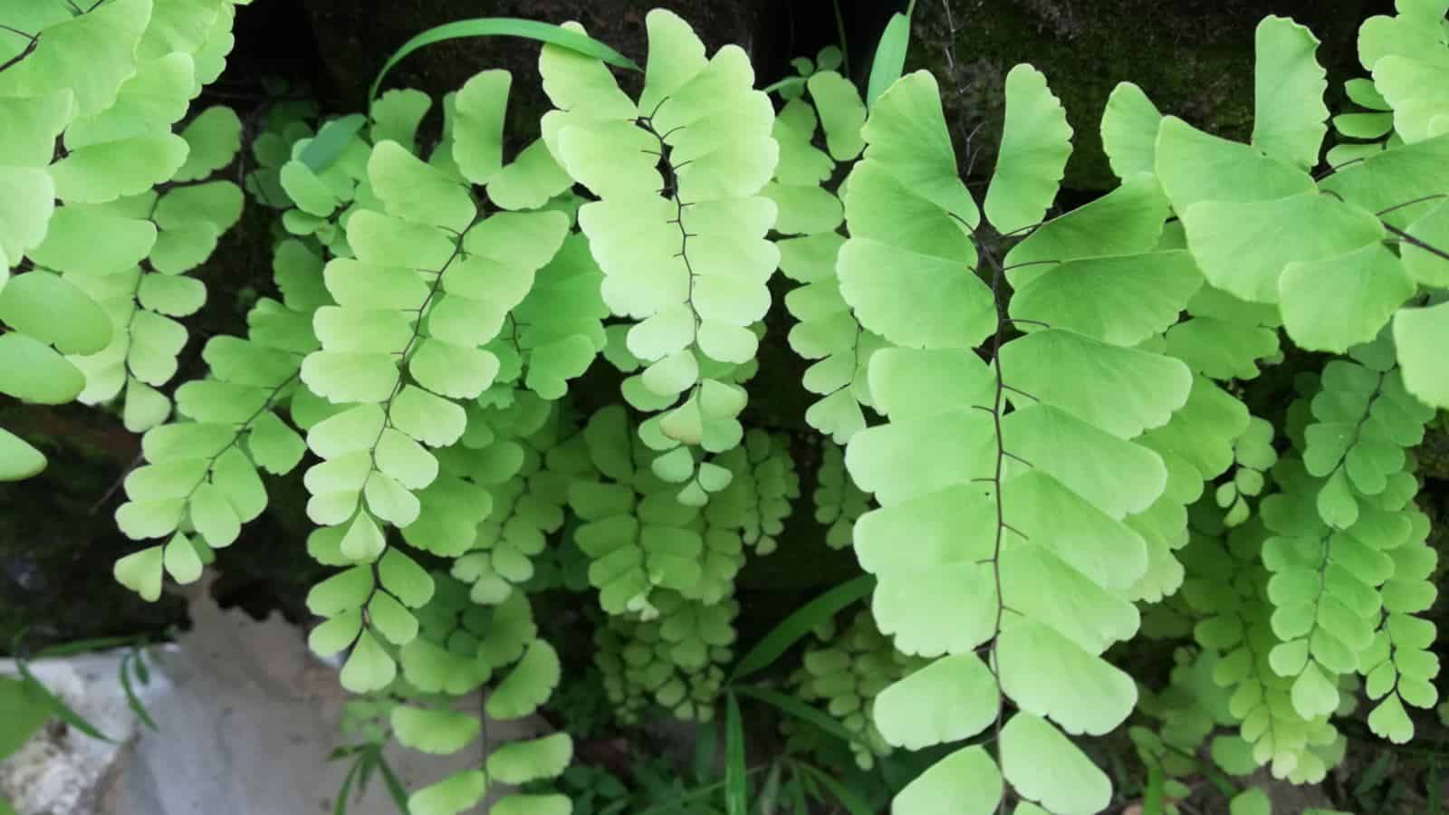 Closeup shot of the green fronds of Southern maidenhair fern