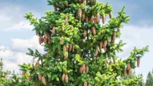 Spruce tree with cones on a cloudy day