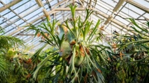 Staghorn ferns hanging on a pot on the roof of a greenhouse