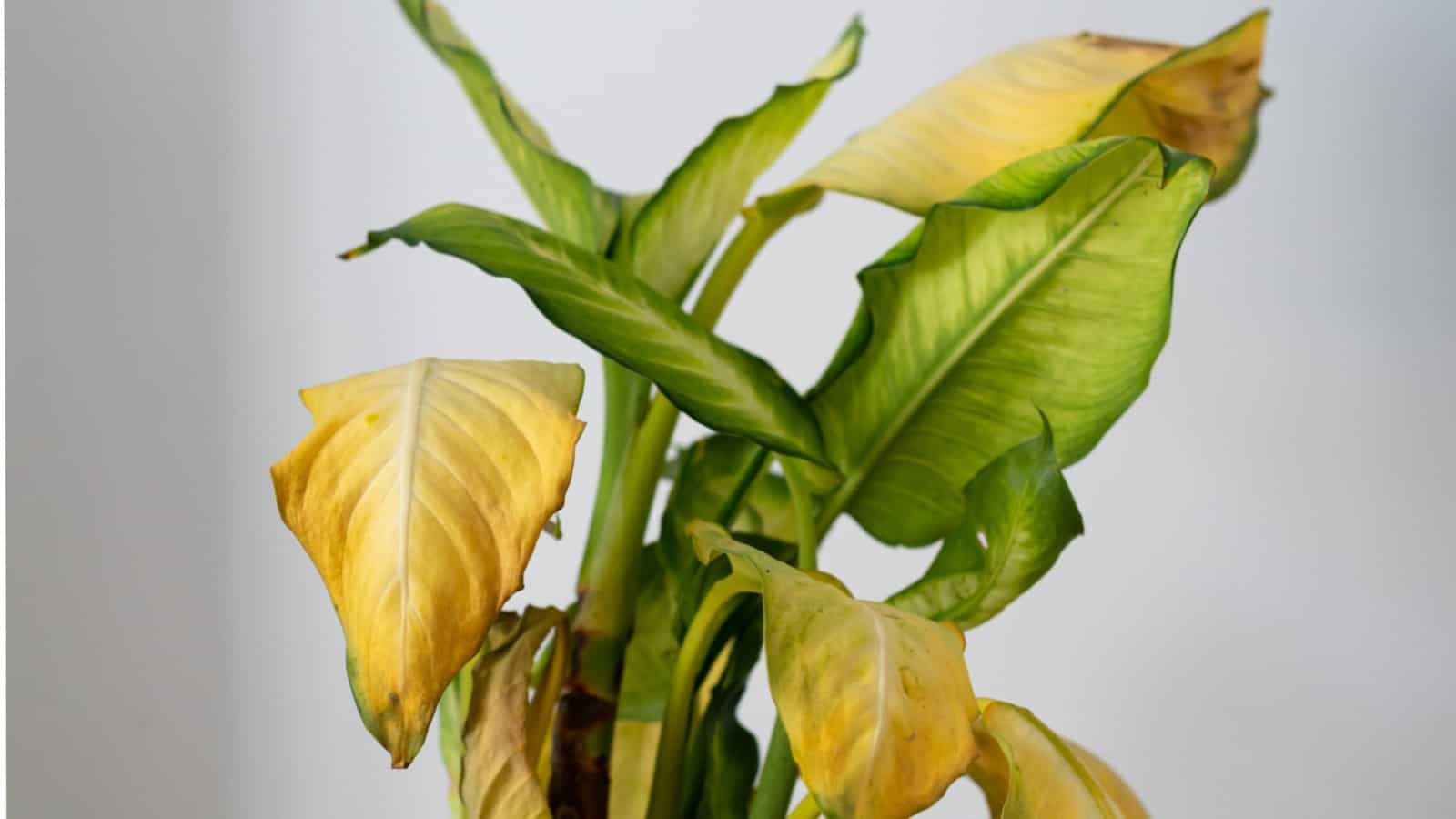 Dieffenbachia with stunted growth and yellowing of leaves
