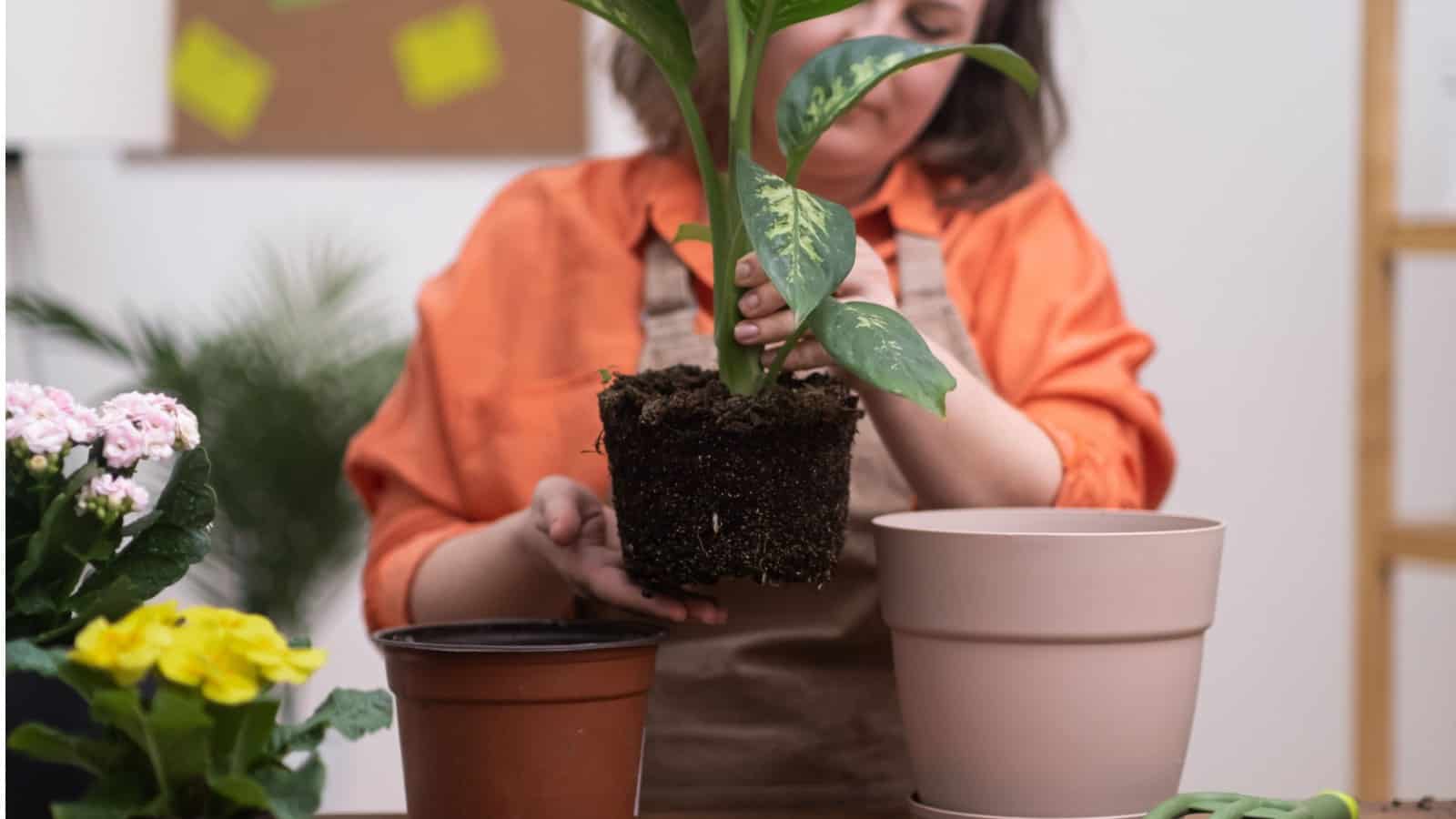 Woman transplanting dieffenbachia plant into a larger pot