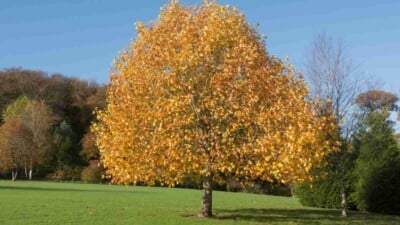 Tulip Tree in a field with autumn foliage