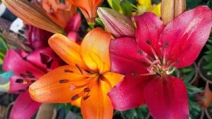 Asiatic lilies with red and orange blooms