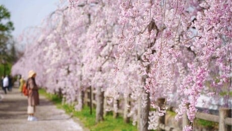 Girl walking in a path lined up with weeping cherry trees under full sun light
