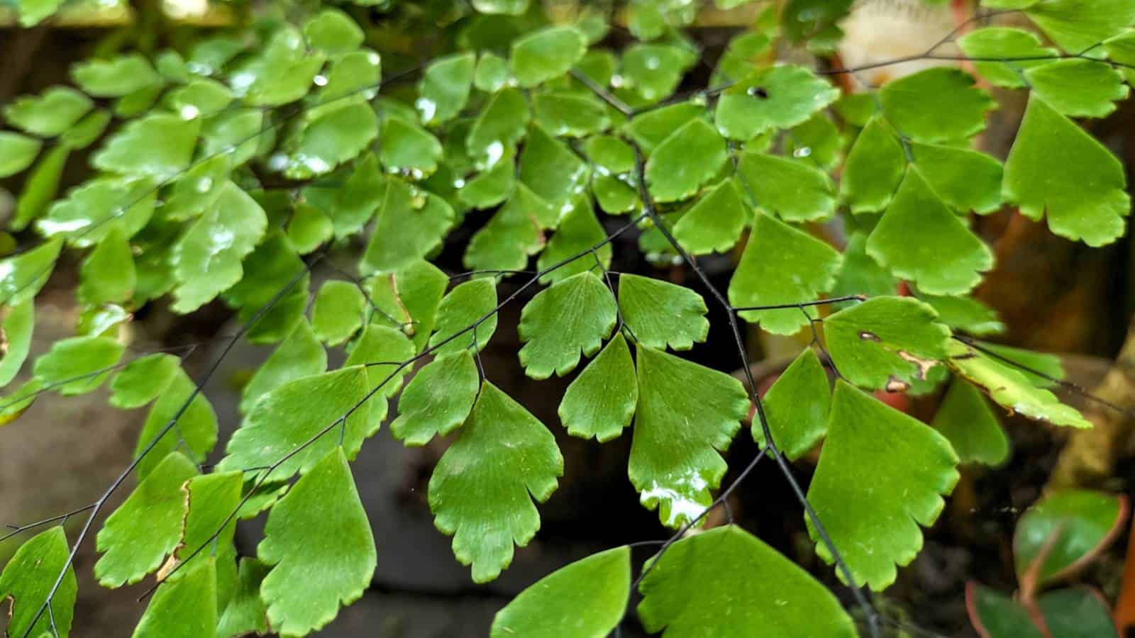 Selective focus of maidenhair fern green leaves that are wet
