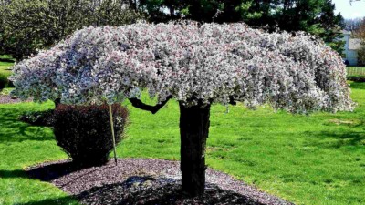 Stunning Weeping Cherry Tree Summer Photos