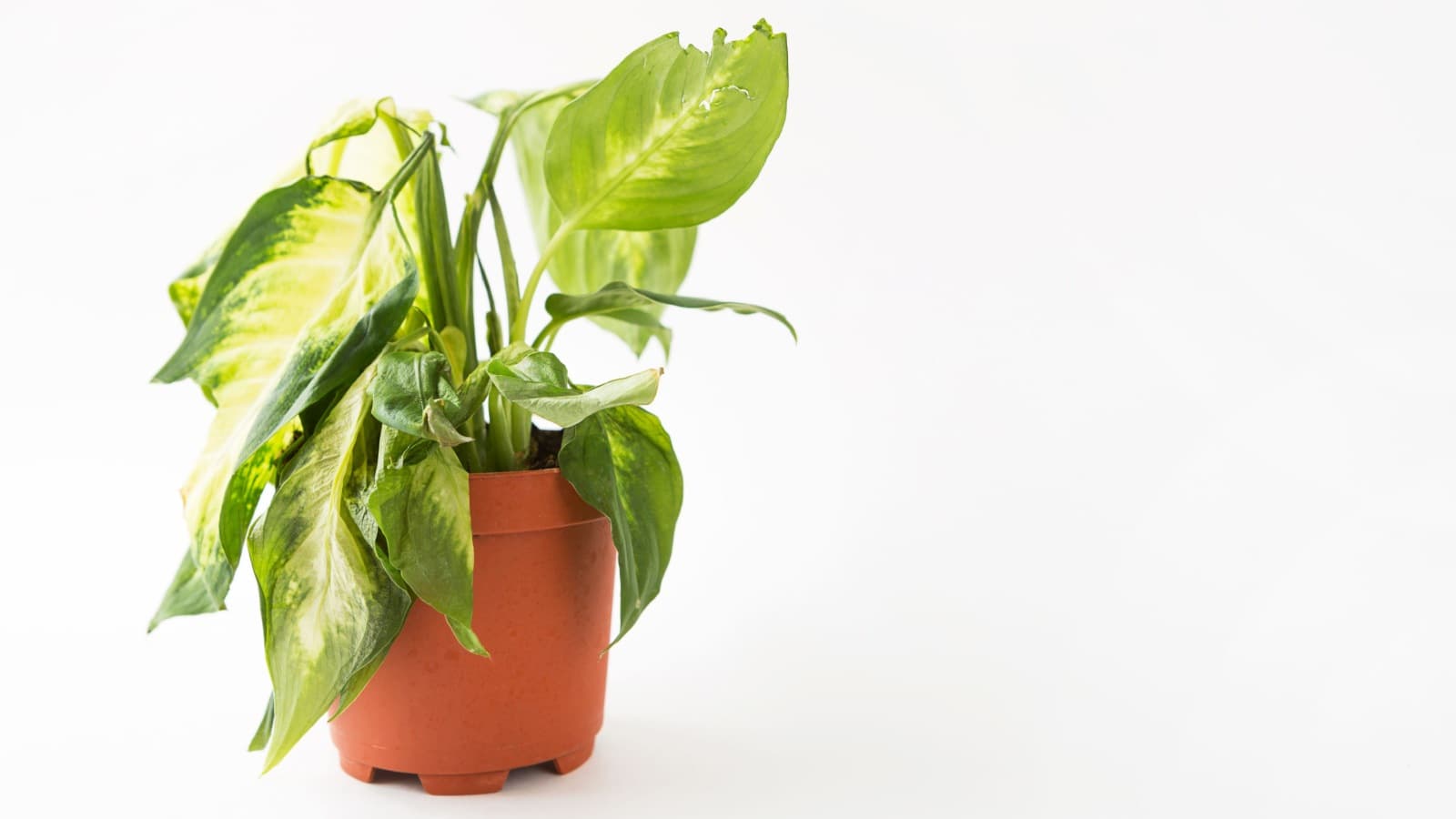 Dieffenbachia with wilted leaves on a brown pot isolated on a white background