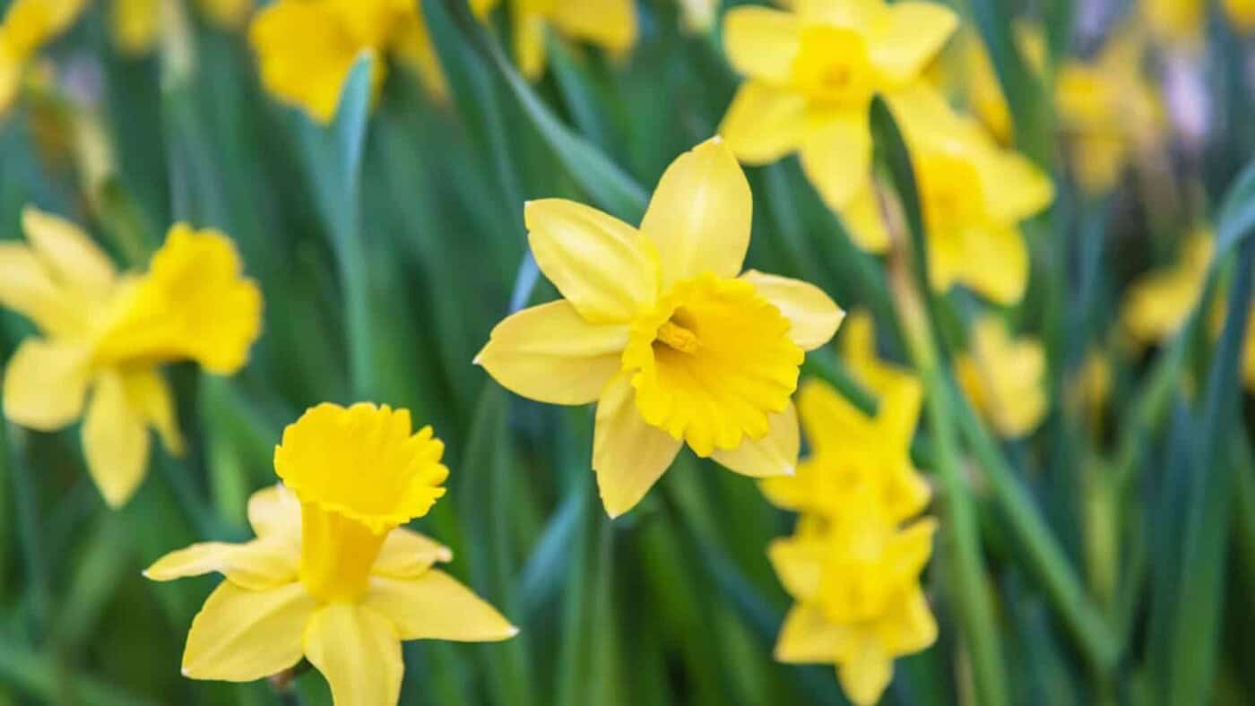 49 Best Yellow Flowers for Gardens (Annuals and Perennials) Planet