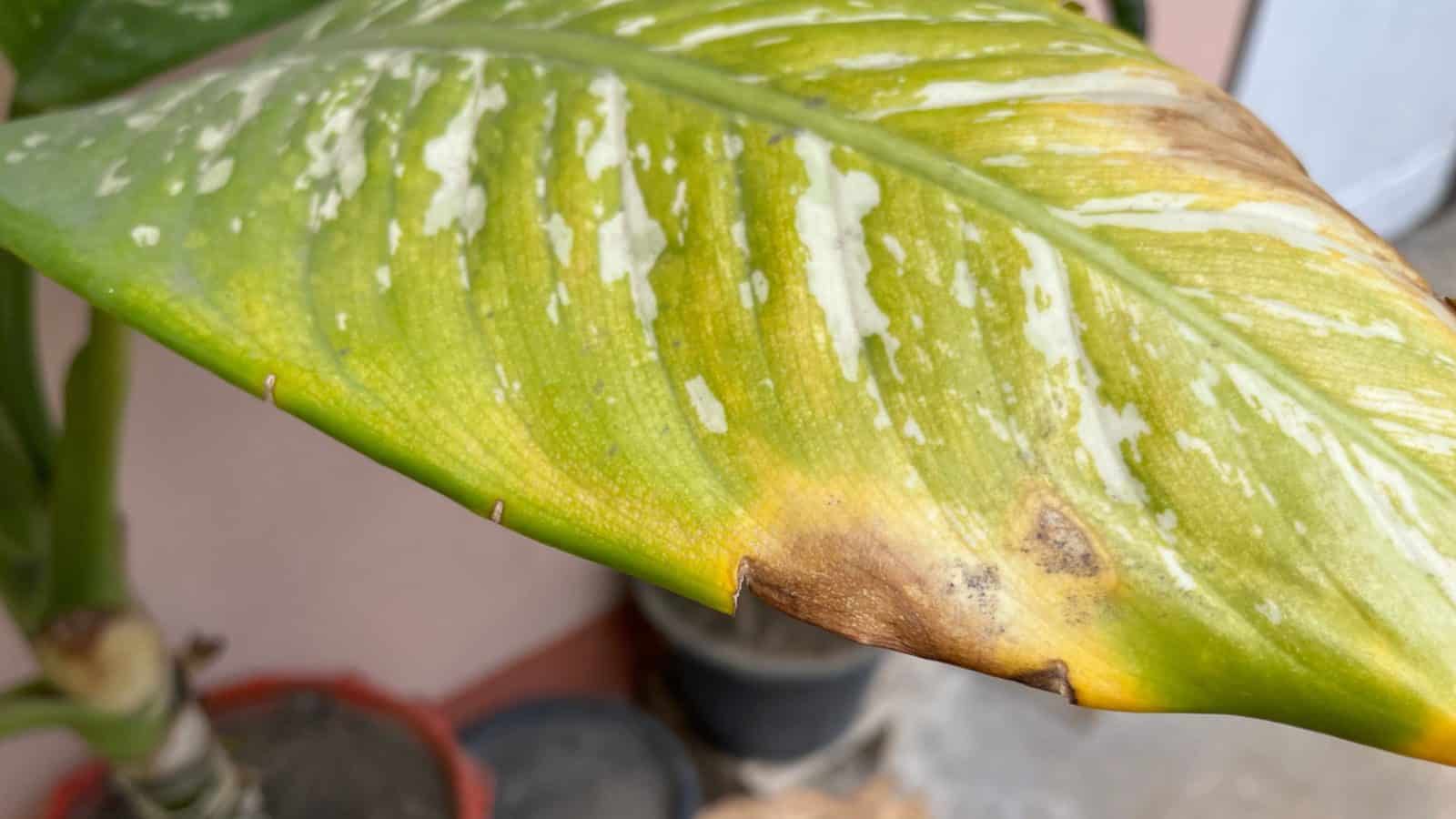 Leaf of dieffenbachia turning yellow