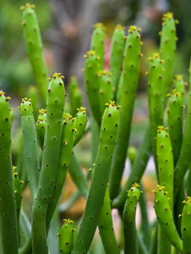 How to Grow and Care for Pencil Cactus Guide) Natural